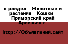  в раздел : Животные и растения » Кошки . Приморский край,Арсеньев г.